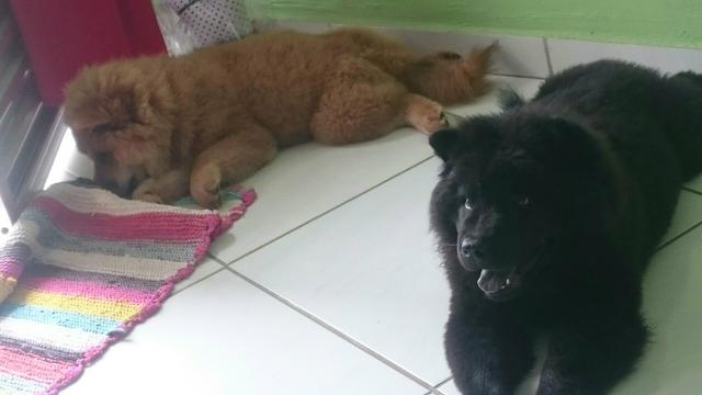 Vendo chow chow barato
