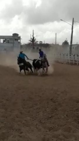 Égua Quarto de Milha esquerda