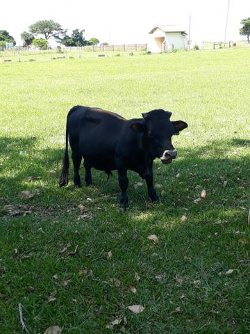 Barbada mini vaca e mini touro