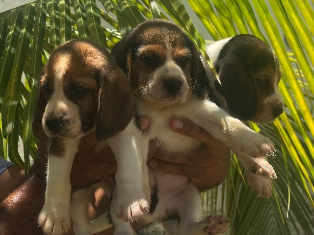 Beagle 13 polegadas com pedigree
