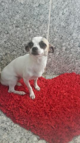 Chihuahua fêmea pelo curto