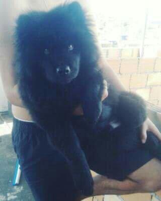 Chow chow preto