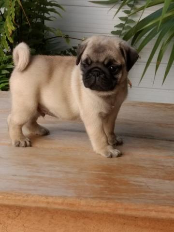 Está disponível macho a vista com pedigree