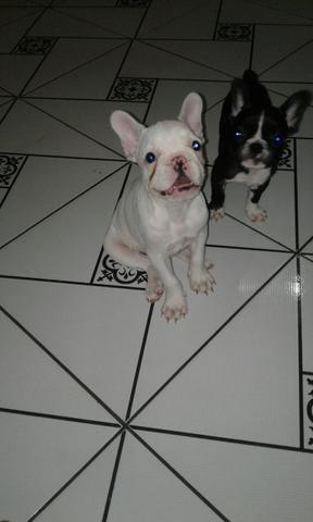 Fêmeas de bulldog francês