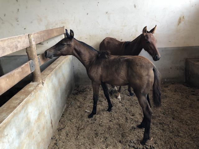 Mangalarga Marchador