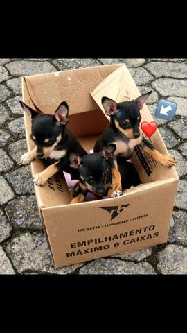 Pinscher 1 fêmea