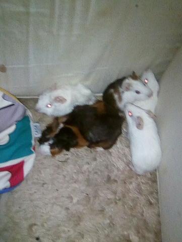 Porquinhos da Índia