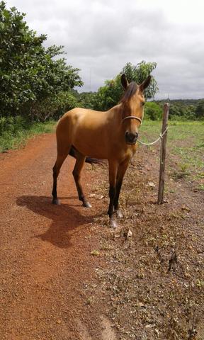 Pouda idade 5 anos raça quarto de milho com pé duro