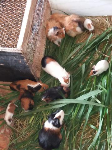 Temos porquinho da Índia