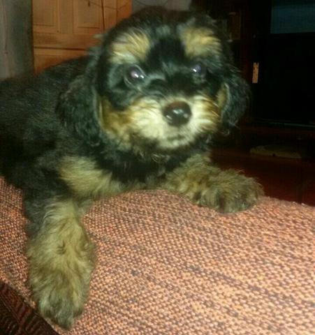 Vendo 2 poodle macho