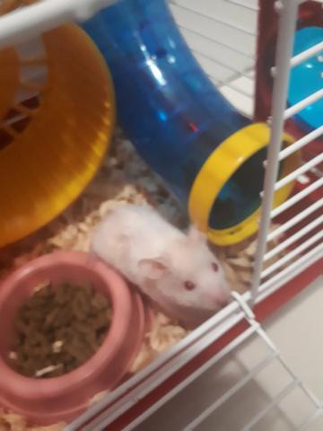 Vendo Hamster e Gaiola mais comida