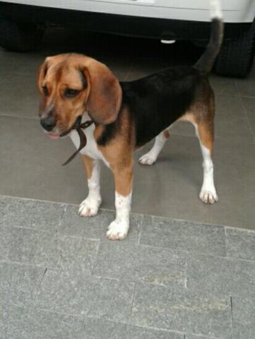Vendo beagle