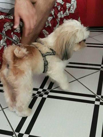 Vendo cachorro shihtzu pedigri puro cao documentado