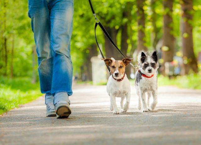 Dog Walker - Preparado! Caminhador de cães com experiência