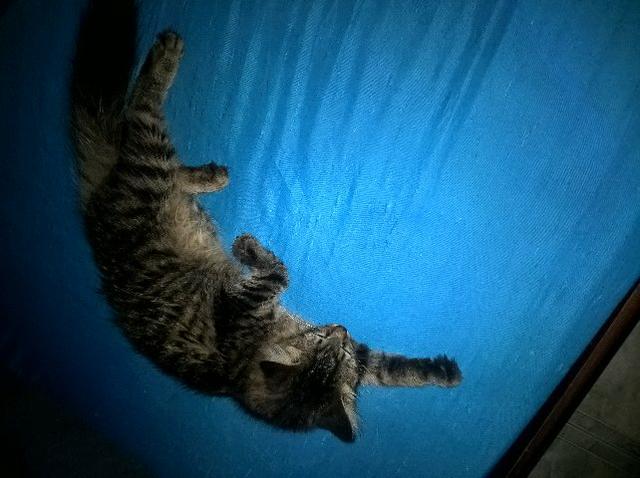 Estou doando uma linda gatinha