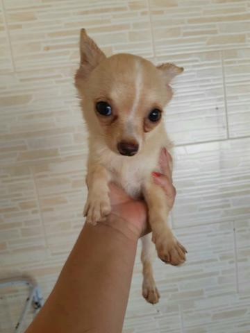 Femea Chihuahua fêmea pelo longo