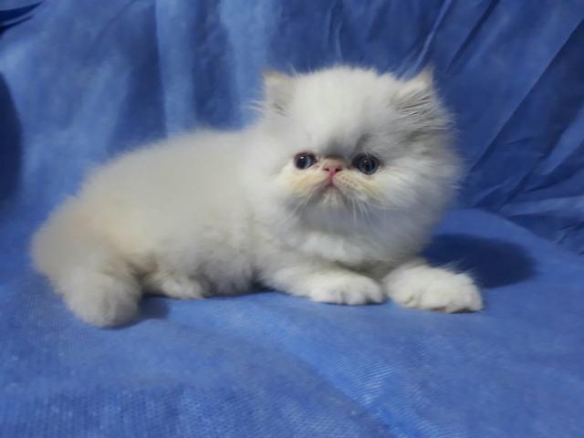 Himalaia padrão chow cream point