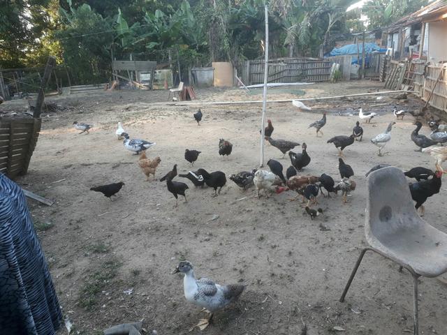 Lote de galinha e patos