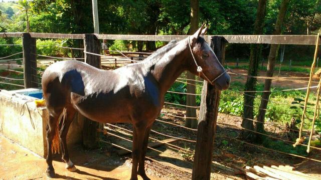 Potro mangalarga marchador