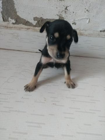 Vendo Pinscher N°2