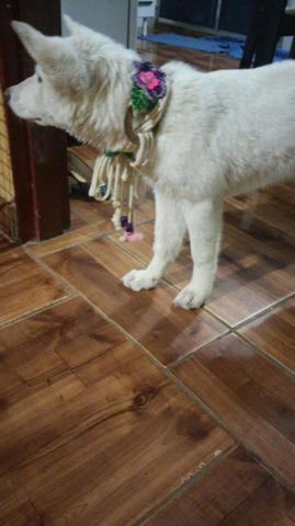 Akita Americano Fêmea