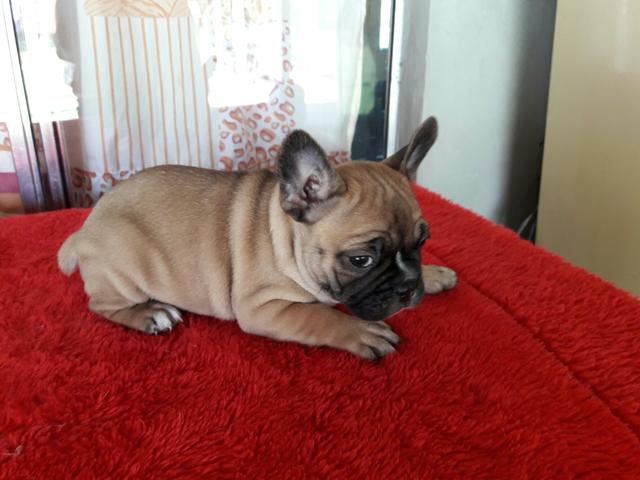 Buldog Frances femea