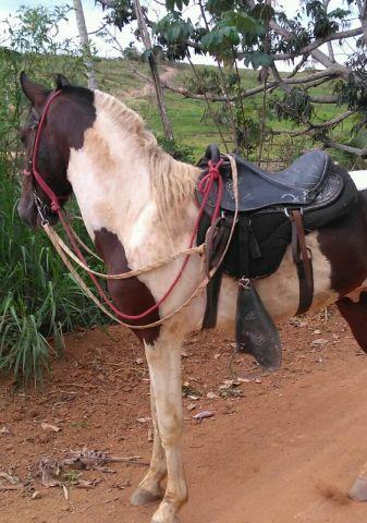 Cavalo Pampa machado