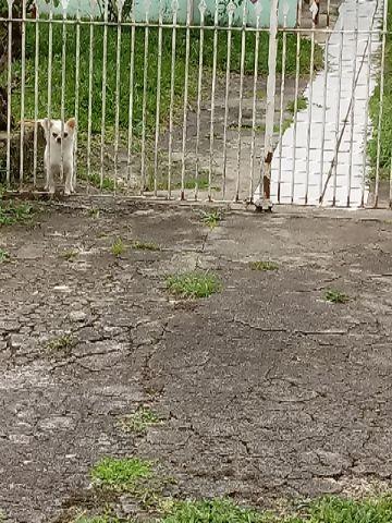 Chihuahua com pedigree branco pelo longo