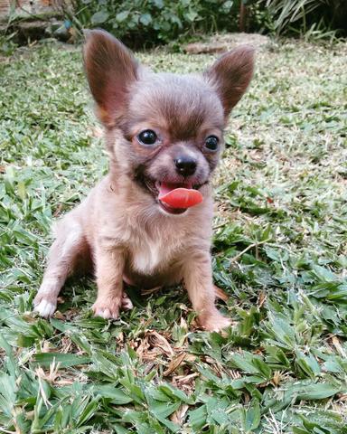 Chihuahua mini machinho pelo longo