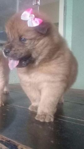 Chow-chow fêmea 3x