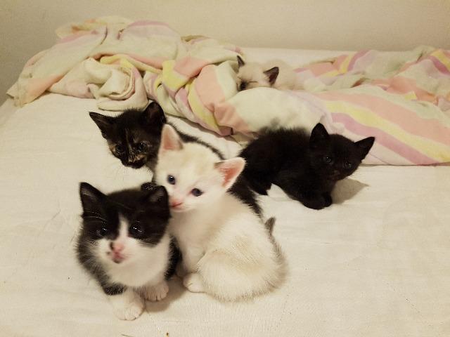 Lindos gatinhos de 8 semanas