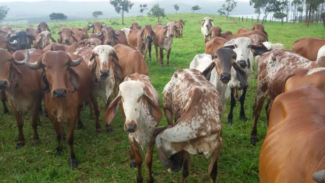 Novilhas Gir, Bezerras e Vacas P.O