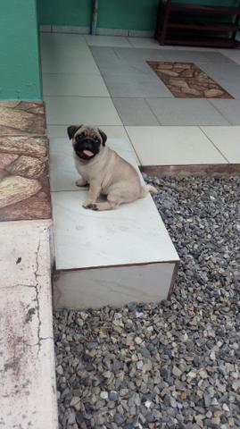 Pug macho