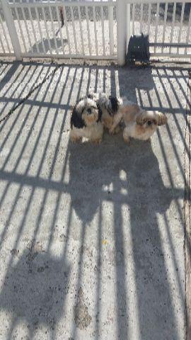 Shih Tzu femea cruzada ja a tres dias