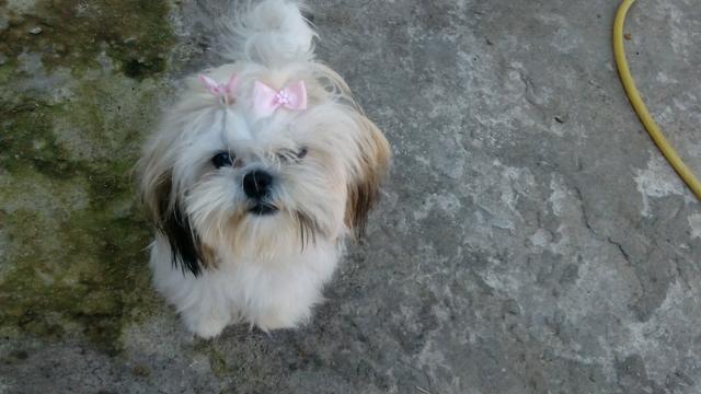 Vendo cachorro shihtzu