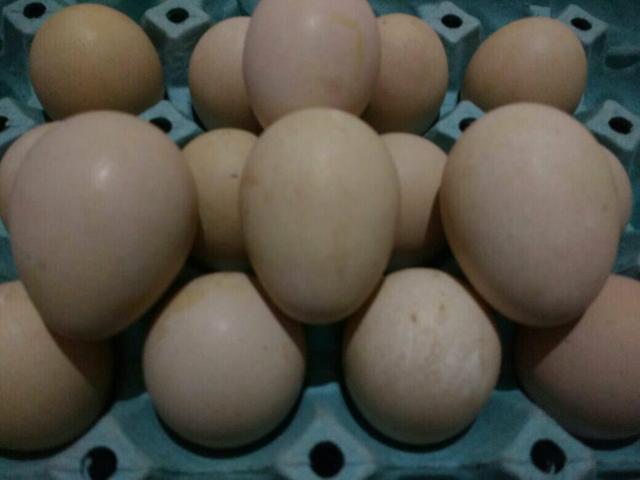 24 ovos selecionados de boas matrizes de galinhas de angola