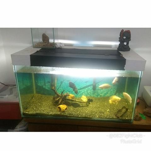Aquário de 250l