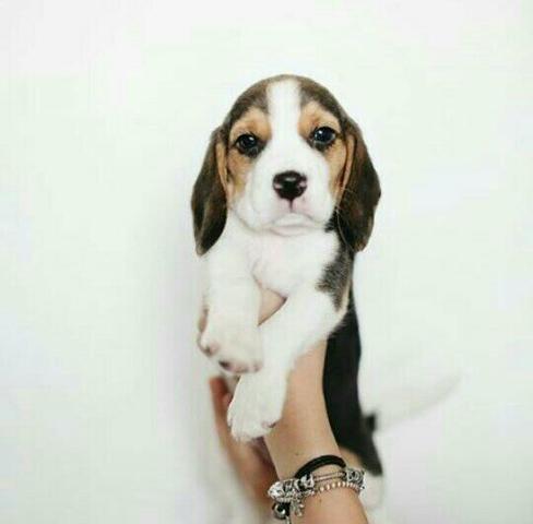 Beagle tricolor fêmea 13 polegadas