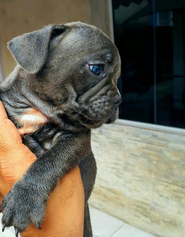 Bulldog Francês Blue machinho sólido