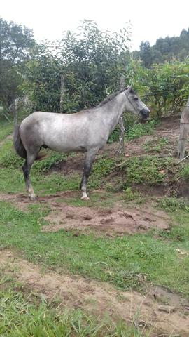 Cavalo tordilho Taubaté