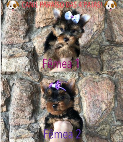 Fêmeas mini de yorkshire