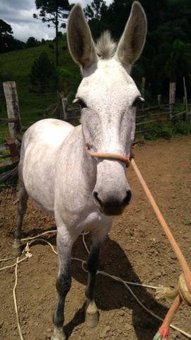 Mula 7 anos T.R.O.C.O por crioulo com doc