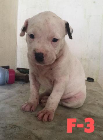 Pitbulls originais puros