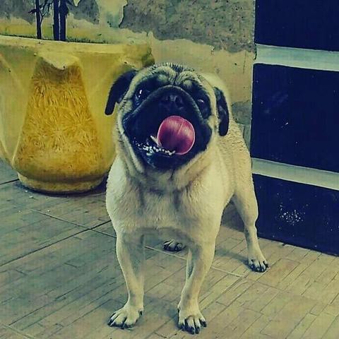 Pug disponível para cruza