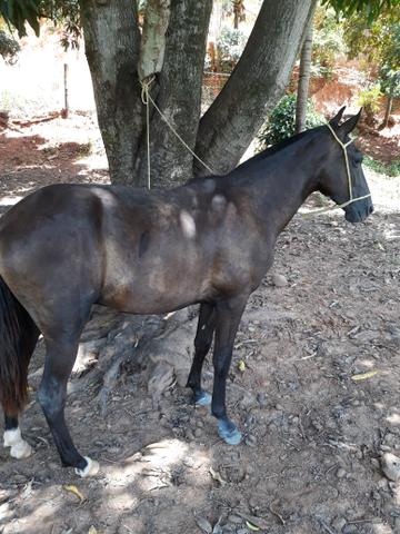 Vendo Potro de 1ano e meio manga larga sem registro
