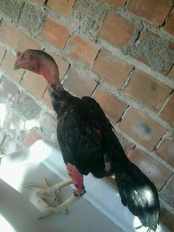 Vendo um otimo frango de raca