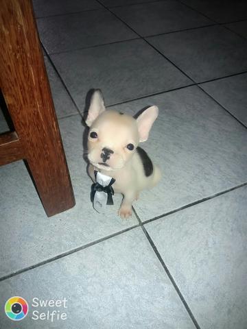 Bulldog Francês Macho