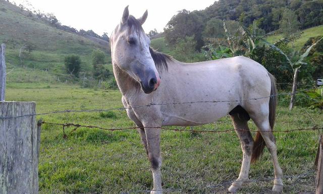 Cavalo cor clara