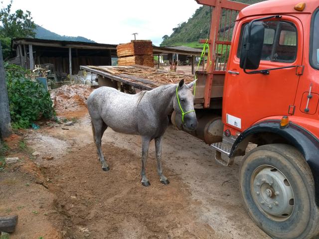 Egua mangalarga marchador