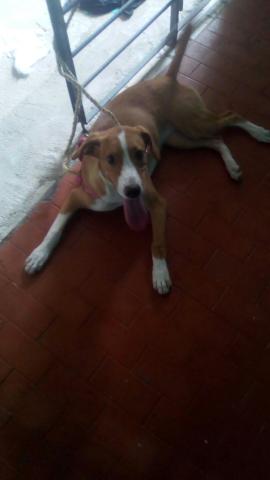 Ela tm 5mesesestou doando